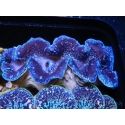 Tridacna maxima XL Bénitiers Grade A (10-12 cm)