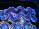 Tridacna maxima XL Bénitiers Grade A (10-12 cm)