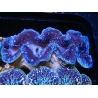 Tridacna maxima XL Bénitiers Grade A (10-12 cm)