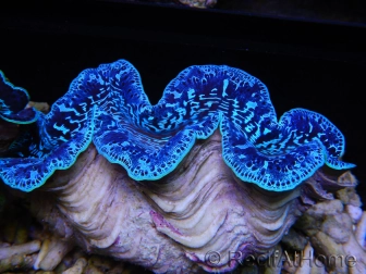 Tridacna maxima ultra bleu SM (5-7 cm)