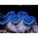 Tridacna maxima ultra bleu SM (5-7 cm)