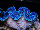 Tridacna maxima ultra bleu SM (5-7 cm)