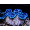 Tridacna maxima ultra bleu SM (5-7 cm)