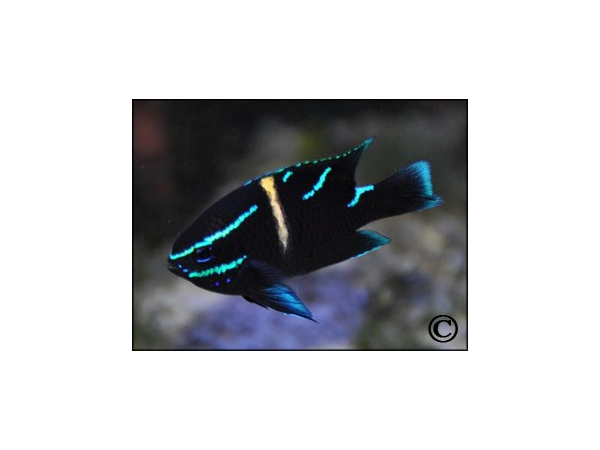 Neoglyphidodon oxyodon