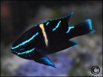 Neoglyphidodon oxyodon