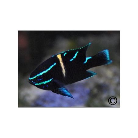 Neoglyphidodon oxyodon
