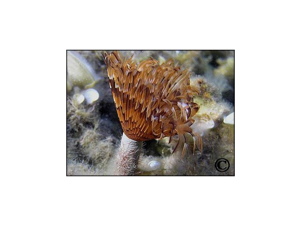 Bispira sp.