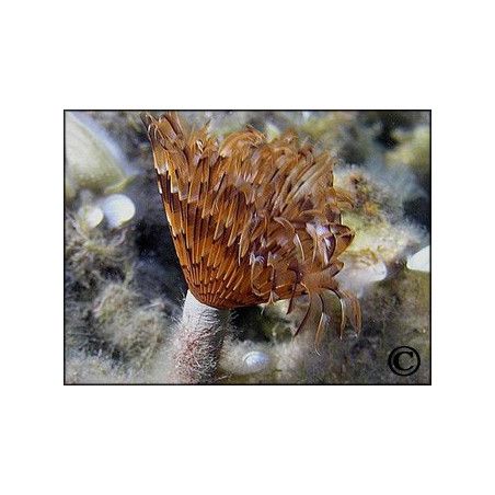 Bispira sp.