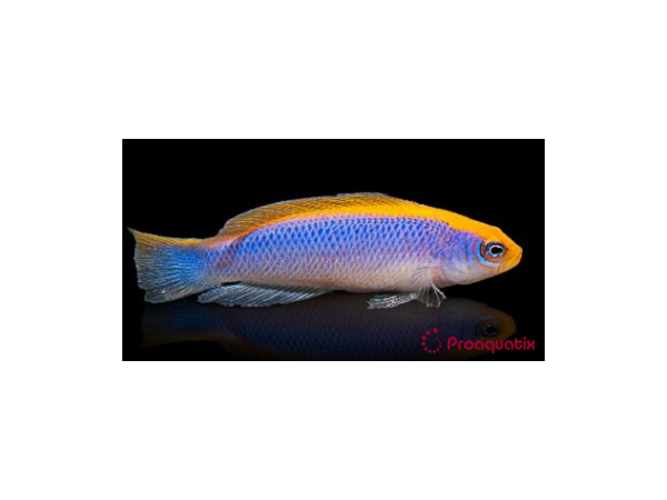 Pseudochromis flavivertex Ultra Elevage PROAQUATIX