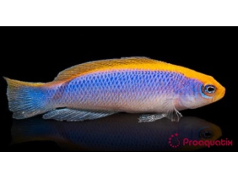 Pseudochromis flavivertex Ultra Elevage PROAQUATIX