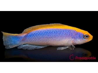 Pseudochromis flavivertex Ultra Elevage PROAQUATIX
