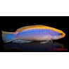 Pseudochromis flavivertex Ultra Elevage PROAQUATIX