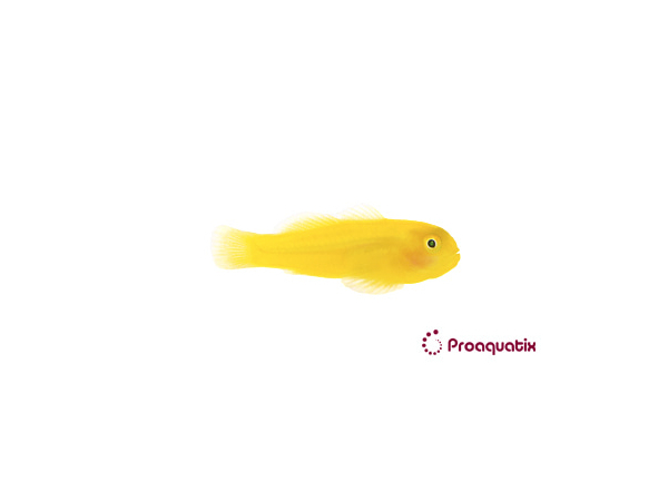 Gobiodon okinawae Pro AQUATIX