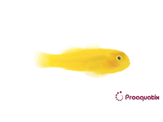 Gobiodon okinawae Pro AQUATIX