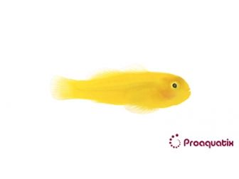 Gobiodon okinawae Pro AQUATIX