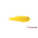 Gobiodon okinawae Pro AQUATIX
