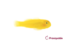 Gobiodon okinawae Pro AQUATIX