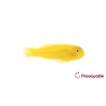Gobiodon okinawae Pro AQUATIX