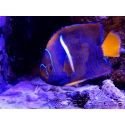 Holacanthus passer 12cm WYSIWYG