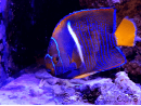 Holacanthus passer 12cm WYSIWYG
