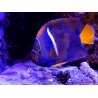 Holacanthus passer 12cm WYSIWYG