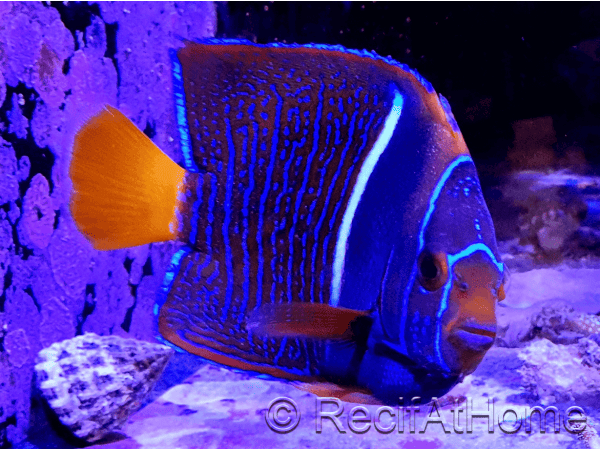 Holacanthus passer 12cm WYSIWYG
