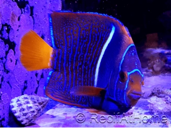 Holacanthus passer 12cm WYSIWYG