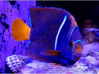 Holacanthus passer 12cm WYSIWYG