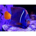 Holacanthus passer 12cm WYSIWYG
