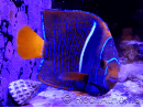 Holacanthus passer 12cm WYSIWYG