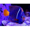 Holacanthus passer 12cm WYSIWYG