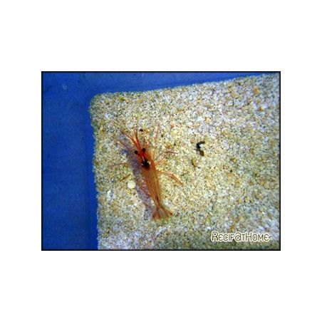 Lysmata rathbunae