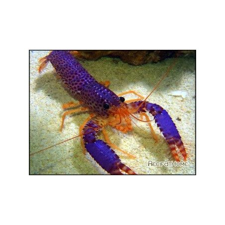 Enoplometopus debelius
