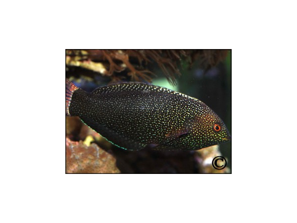 Macropharyngodon negrosensis