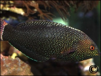 Macropharyngodon negrosensis