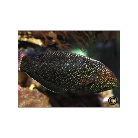 Macropharyngodon negrosensis