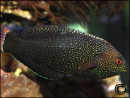 Macropharyngodon negrosensis