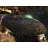 Macropharyngodon negrosensis