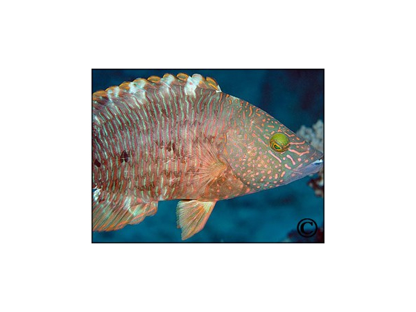 Cheilinus trilobatus