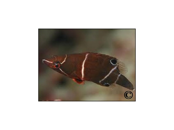 Wetmorella albofasciata