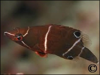 Wetmorella albofasciata