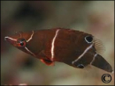 Wetmorella albofasciata