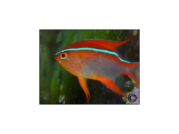 Neoglyphidodon crossi