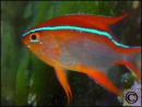 Neoglyphidodon crossi