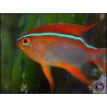Neoglyphidodon crossi