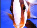 Lutjanus sebae
