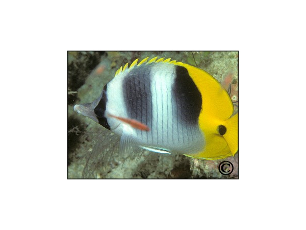 Chaetodon ulientensis