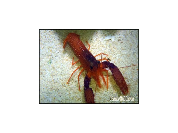 enoplometopus daumi