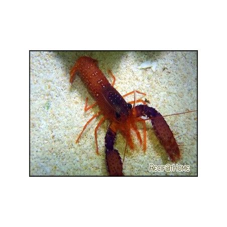 enoplometopus daumi
