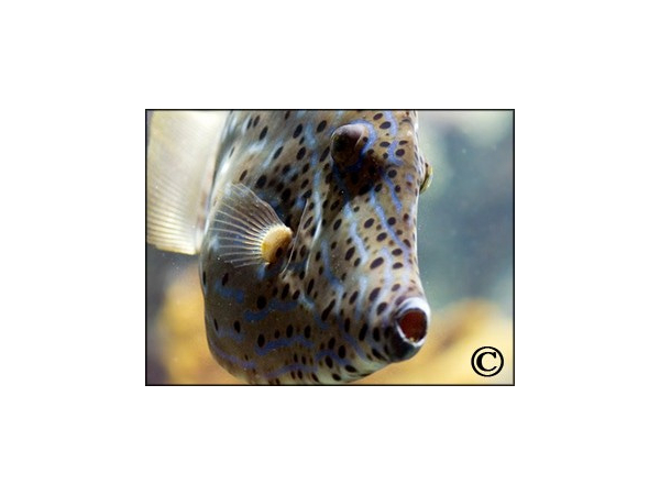 Aluterus scriptus